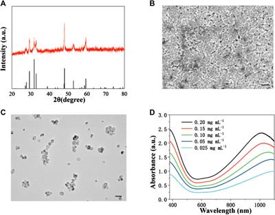 Photothermal Therapy Based on CuS Nanoparticles for Alleviating Arterial Restenosis Induced by Mechanical Injury of Endovascular Treatment